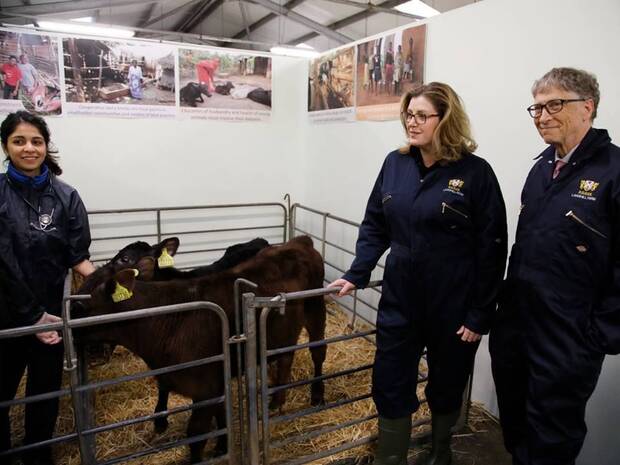 Gates y una vaca
