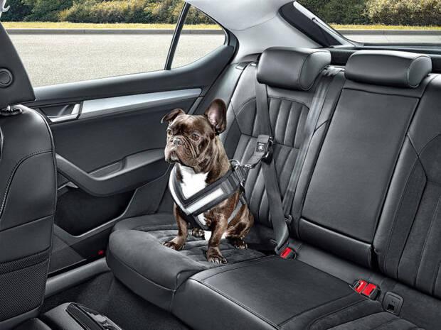 Perro en un coche