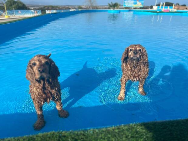 Parque acuático para perros: Worldog: Aquapark Canino (Alicante)