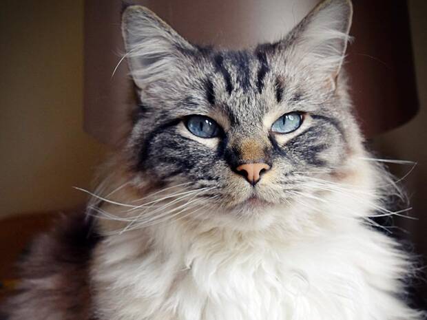 Mejores razas de gato: Ragdoll