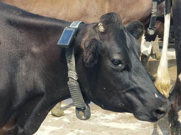 Collares en vacas