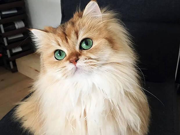 Gato