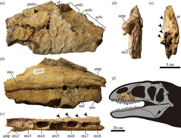 Dientes Ulughbegsaurus uzbekistanensis