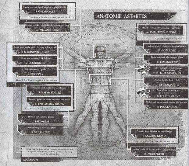 Anatoma de un marine espacial
