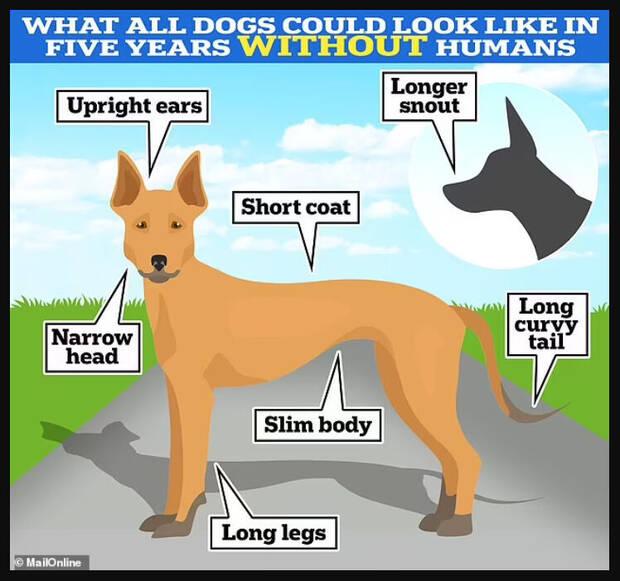 Cmo sera el perro Ricitos de oro, la raza perfecta de perro