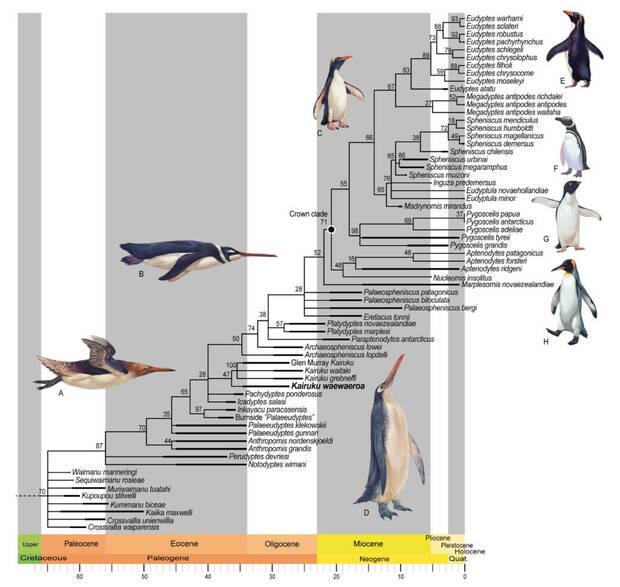 Pinguinos Prehist�ricos Evoluci�n