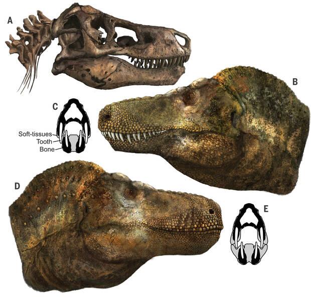T.rex
