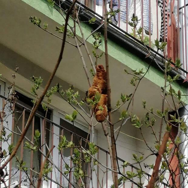 Un croissant confundido con una iguana