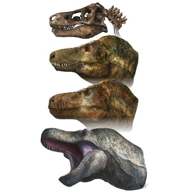 Evolución T.rex