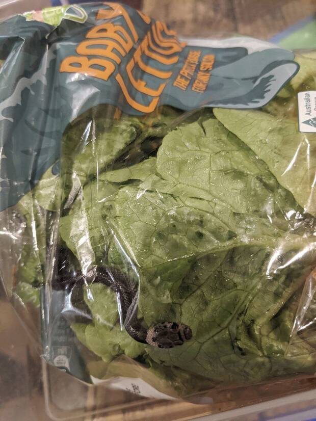 Encuentra una serpiente en una bolsa de lechuga