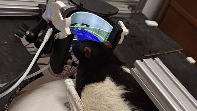 As� es el sorprendente experimento que ha conseguido que las ratas jueguen a DOOM