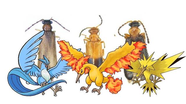 Nuevos escarabajos australianos llamados Articuno, Zapdos y Moltres