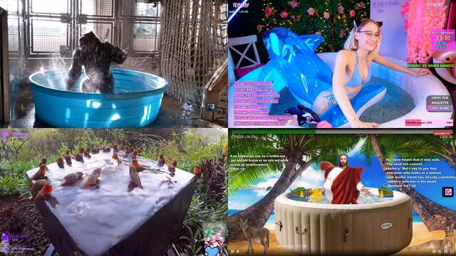 Twitch Hot tubs piscinas nutrias p�jaros animales parodias