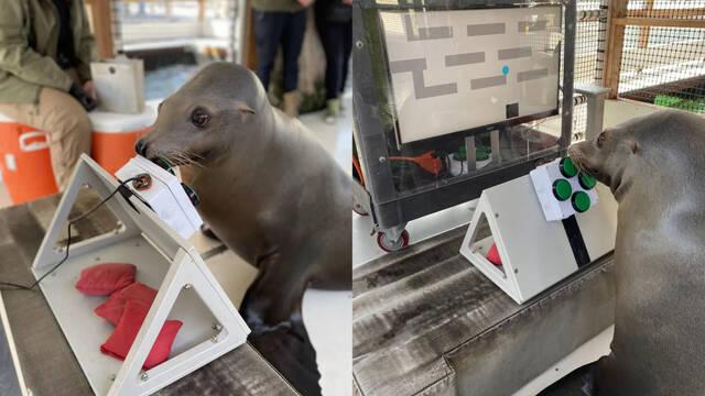 La Marina de Estados Unidos crea un programa para que leones marinos y delfines aprenden a jugar a videojuegos