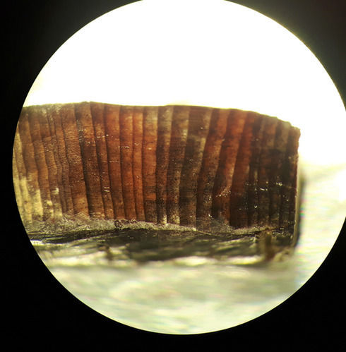 Investigando la madera del asentamiento vikingo