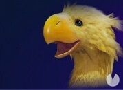 Crisis Core Final Fantasy VII Reunion - OMD, Chocobo
