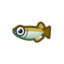 Animal Crossing: New Horizons - All Fish: Killifish