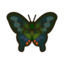Animal Crossing: New Horizons - Todos los bichos: Mariposa bianor