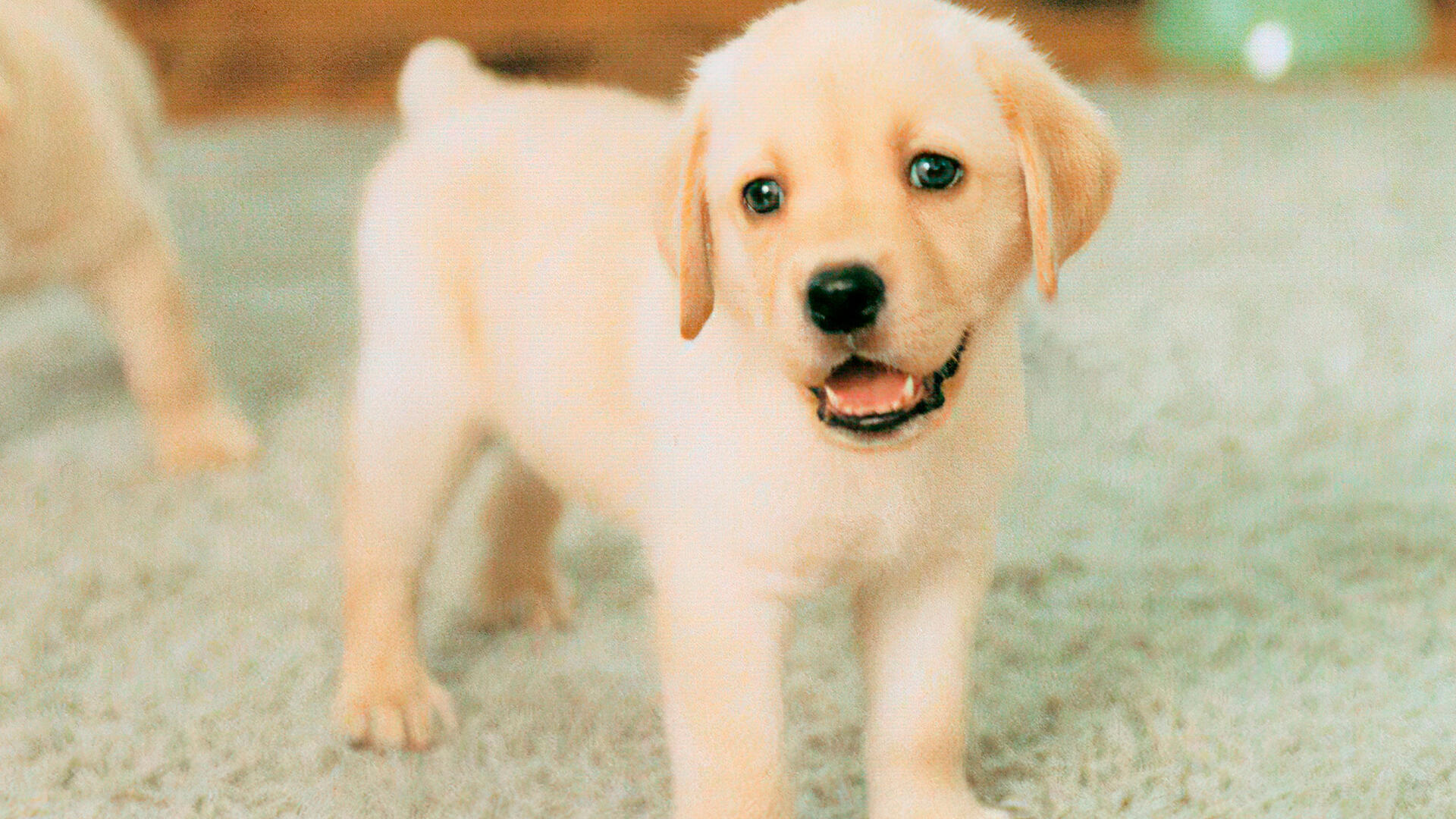El videojuego que marcó el inicio de una nueva Nintendo: 20 años de Nintendogs