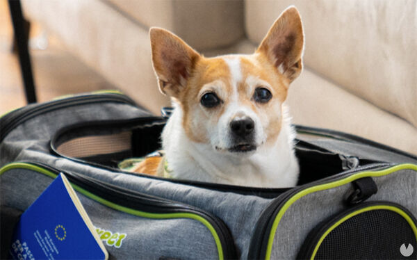 Perros viajando