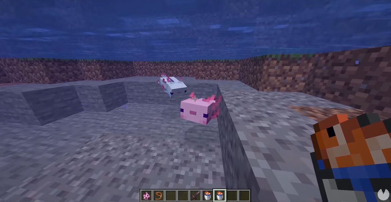 Minecraft - How to catch and tame axolotls