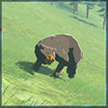 Zelda Tears of the Kingdom - Animal Oso comn