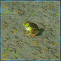 Zelda Tears of the Kingdom - Animal Rana briosa