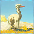 Zelda Tears of the Kingdom - Animal Avestruz de los bosques
