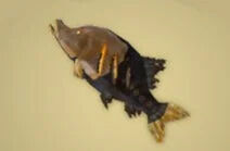 Zelda Tears of the Kingdom - Receta Pez cavernario asado