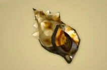 Zelda Tears of the Kingdom - Receta Caracol sigiloso asado