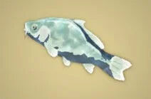 Zelda Tears of the Kingdom - Receta Carpa helada