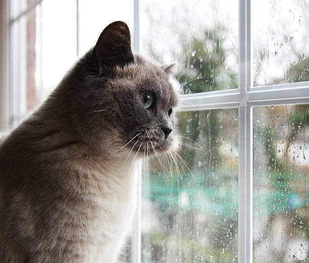 Gato mirando una ventana
