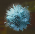 Control Resonant - Recurso de artefacto Espora creciente