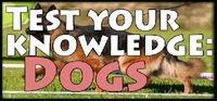 Portada oficial de Test your knowledge: Dogs para PC